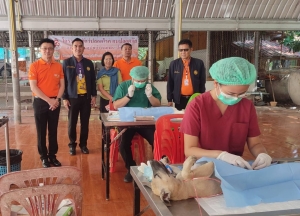 ลงพื้นที่ดูความเรียบร้อย การฉีดวัคซีนพิษสุนัขบ้าและทำหมันหมาแมว
