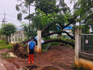 ออกตรวจสอบ เหตุต้นไม้ล้มพาดสายไฟฟ้าบริเวณข้างไปรษณีย์จังหวัดอำนาจเจริญ เนื่องจากเมื่อคืนที่ผ่านมามีพายุฝนตกหนัก เบื้องต้นพบ เสาไฟฟ้าเสียหายจำนวน 2 ต้น