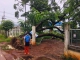 ออกตรวจสอบ เหตุต้นไม้ล้มพาดสายไฟฟ้าบริเวณข้างไปรษณีย์จังหวัดอำนาจเจริญ เนื่องจากเมื่อคืนที่ผ่านมามีพายุฝนตกหนัก เบื้องต้นพบ เสาไฟฟ้าเสียหายจำนวน 2 ต้น